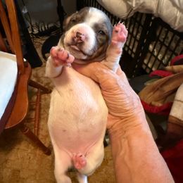 Unique - Dapple female Dachshund puppy in Russellville, Arkansas from Cains River Valley Dachshunds