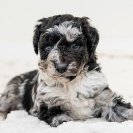 Aussiedoodles, Cavapoos, and Goldendoodles from Grace Acres Puppies