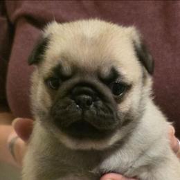 Cupid-Grey Collar - Fawn female Pug puppy in New Braunfels, Texas from Kex Pug Haus