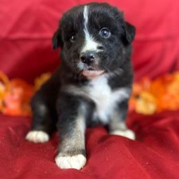 Ash - Gray Collar - Black tri-color male Australian Shepherd puppy in San Marcos, California from Faith Family Freedom Farm