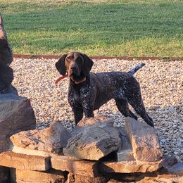 Freya - German Shorthaired Pointer