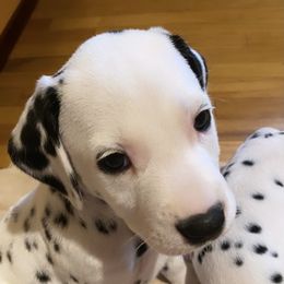 Dalmatian Puppies from Whispered Spots Dalmatians