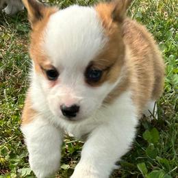 Doc - Red male Pembroke Welsh Corgi puppy in Blair, Wisconsin from Sandy’s Pet Grooming and Boarding & AKC Corgis
