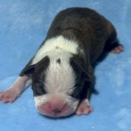 Louis - Black brindle and white male Boston Terrier puppy in Brazos Point, Texas from TX Southern Belle Bostons