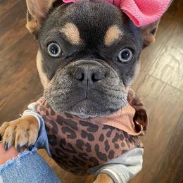 French Bulldogs from Flowers Turkey Creek Frenchies