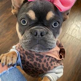 French Bulldogs from Flowers Turkey Creek Frenchies