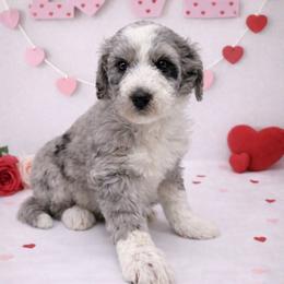 Honey - Merle female Sheepadoodle puppy in Thornville, Ohio from Four Front Doodles & Friends