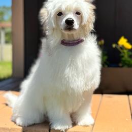Seal - White male Chinese Crested puppy in New Smyrna Beach, Florida from FronkLinn Kennel