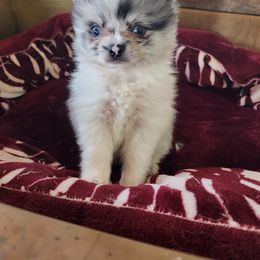 Pomeranian Puppies from La Belle Pomeranians
