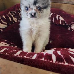 Pomeranian Puppies from La Belle Pomeranians