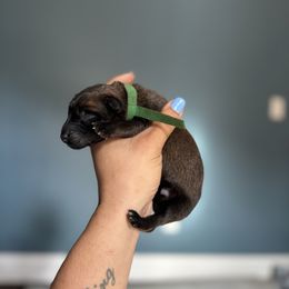 Corruption - Dark Green - Fawn sable male Belgian Malinois puppy in North Carolina from Furia Ignis Belgian Malinois