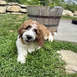 Saint Berdoodle Puppies from Country Manor Saint Berdoodles