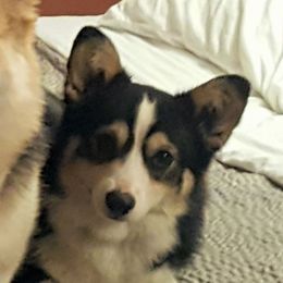Sailor - Pembroke Welsh Corgi