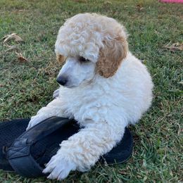 Poodle Puppies from Dauntless Poodles