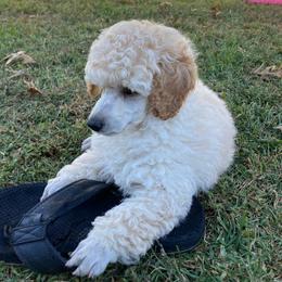 Poodle Puppies from Dauntless Poodles