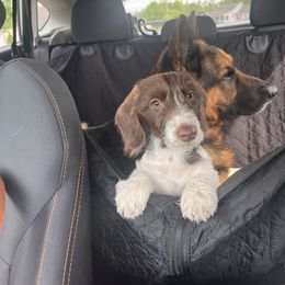 Dachshund and German Shepherd Puppies from Mountain Valley Kennel