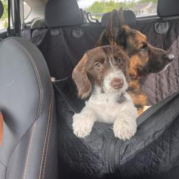 Dachshund and German Shepherd Puppies from Mountain Valley Kennel