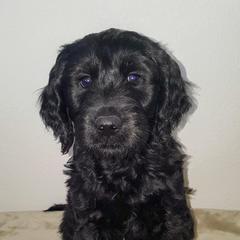 Goldendoodle Puppies from Bear Lake Bearded Retrievers