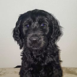 Goldendoodle Puppies from Bear Lake Bearded Retrievers