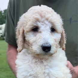 Blaze - Cream female Poodle puppy in St. Johnsbury, Vermont from Poodles of the Northern Woods
