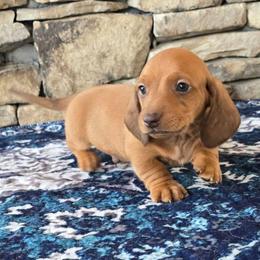 Hardy - Sable male Dachshund puppy in Signal Mountain, Tennessee from Hot Diggity Doxens
