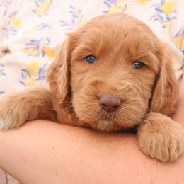 Aussiedoodle, Goldendoodle, and Labradoodle Puppies from Loving Doodle