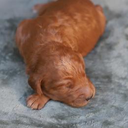 Astro - Red  male Goldendoodle puppy in Macclenny, Florida from Baker County Goldendoodles