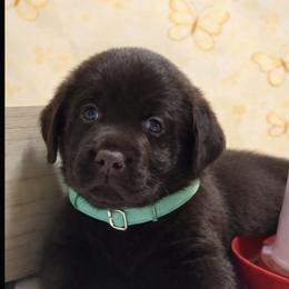 Labrador Retriever Puppies from Oksana's Labrador Retrievers