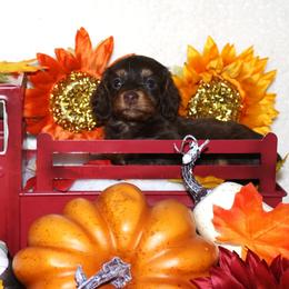 Reagan - Chocolate and tan female Dachshund puppy in Corbin, Kentucky from White River Valley Kennel
