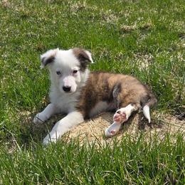 Bolt - Brindle male Border Collie puppy in Gary, Indiana from Lake Ridge Border Collies