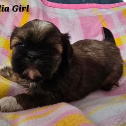 Lydia Girl 3 - Tricolor female Shih Tzu puppy in Oakville, Washington from Garrard Creek Shih Tzus