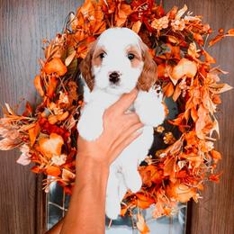 Green Boy - Parti male Goldendoodle puppy in Beecher, Illinois from Cherry Lane Doodles