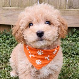Charlie - Apricot male Goldendoodle puppy in Hendersonville, Tennessee from Ben's Best Buddy Goldendoodles