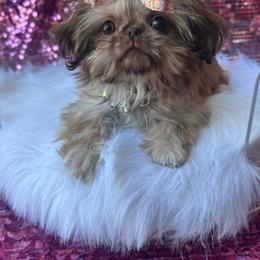 AKC Princess Capri - Liver female Shih Tzu puppy in West Hollywood, California from LUXURY PAWS