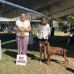 Vizsla All Grown Up from Alaea Farm & Kennel