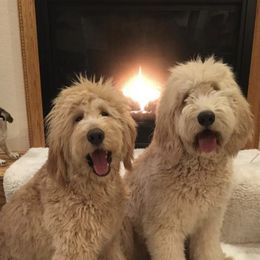 Goldendoodles from Pippins Pick of the Litter
