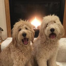 Goldendoodles from Pippins Pick of the Litter