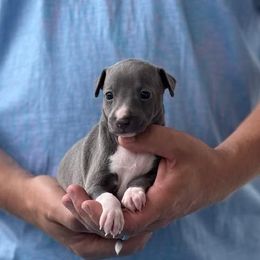 Girl 1 - Blue female Italian Greyhound puppy in Sugar Valley, Georgia from Pinnacle Farm and Kennel
