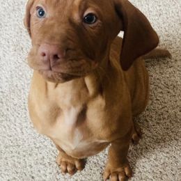 Vizslas from Royal Vizslas