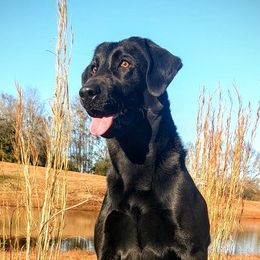 Labrador Retrievers from Grain Driver Labradors