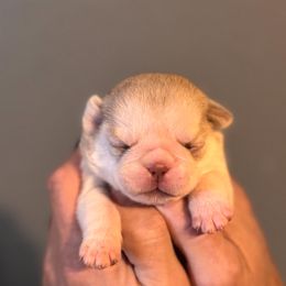 Girl 2 - female Pug puppy in Hereford, Arizona from Broken Road Ranch Pugs