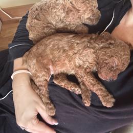 Cavapoo Puppies from Teddy Bear Doodles