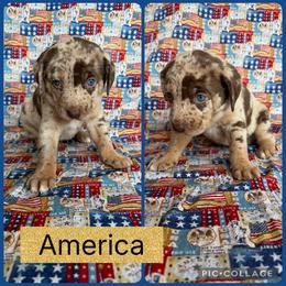 America - Red merle female Catahoula Leopard Dog puppy in Forbes, Minnesota from North Country Catahoulas