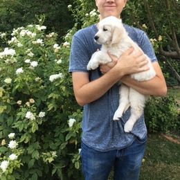 Golden Retriever Puppies from Southern Utah Goldens