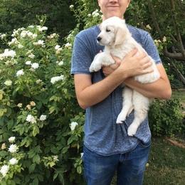 Golden Retriever Puppies from Southern Utah Goldens