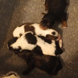 Boy two - Tri-color male Cavapoo puppy in East Providence, Rhode Island from Marta's Cavaliers