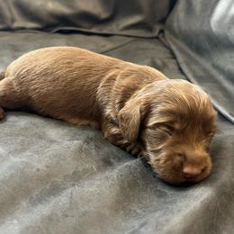 Hershey - Chocolate male Dachshund puppy in Shelley, Idaho from Journey’s End Dachshunds