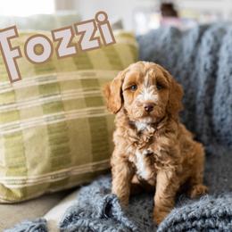 Fozzi - Caramel red male Australian Labradoodle puppy in Ardmore, Oklahoma from Mop Top Doodle Co.
