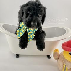 Newfoundland, Newfypoo, and Sheepadoodle Puppies from Sweet Creek Pups