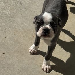 Juliet (AKC, Blue) - Blue female Boston Terrier puppy in Wildwood, Missouri from Belleville Bostons
